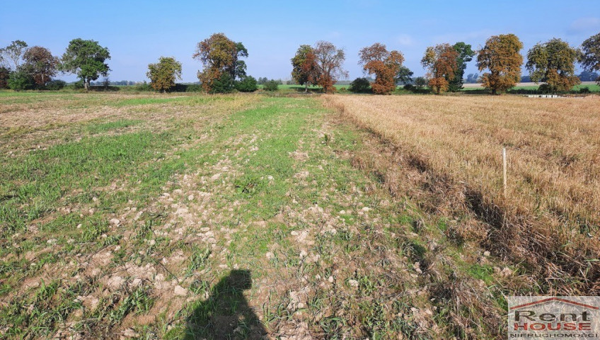 Działka Sprzedaż Kurów