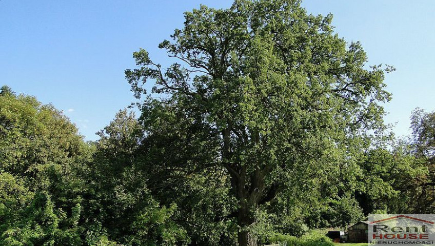 Działka Sprzedaż Kurów