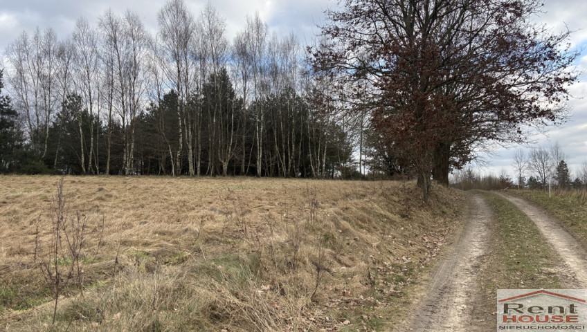 Działka Sprzedaż Kikorze