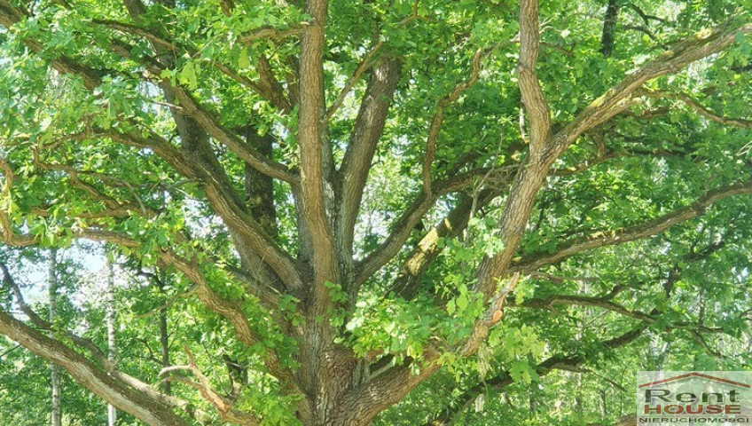Działka Sprzedaż Zieleniewo